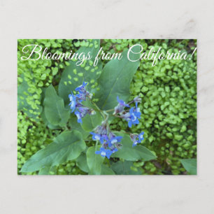 Postal Floraciones de California: Lengua de Sabueso del P