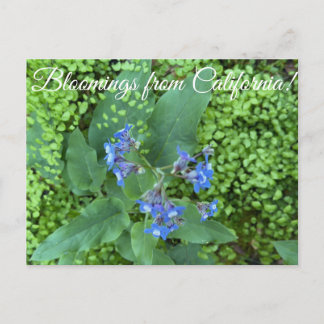 Postal Floraciones de California: Lengua de Sabueso del P