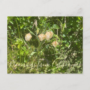 Postal Floraciones de California: Linternas de Hadas