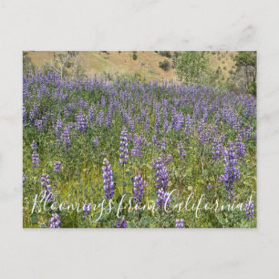 Postal Floraciones de California: Lupinos del Cielo