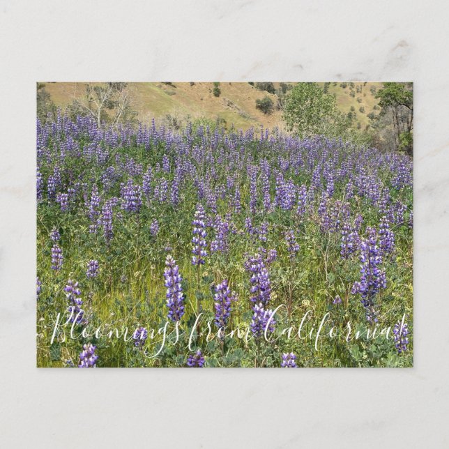 Postal Floraciones de California: Lupinos del Cielo (Anverso)