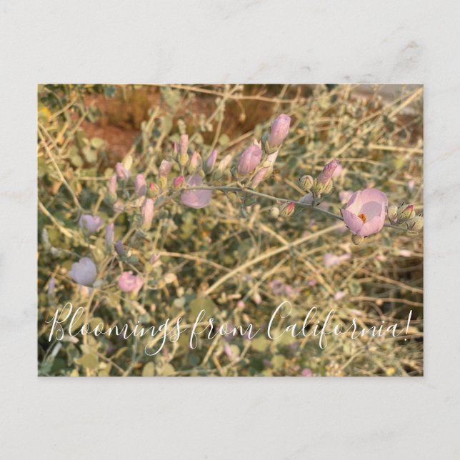Postal Floraciones de California:  Malva de Chaparral (Anverso)