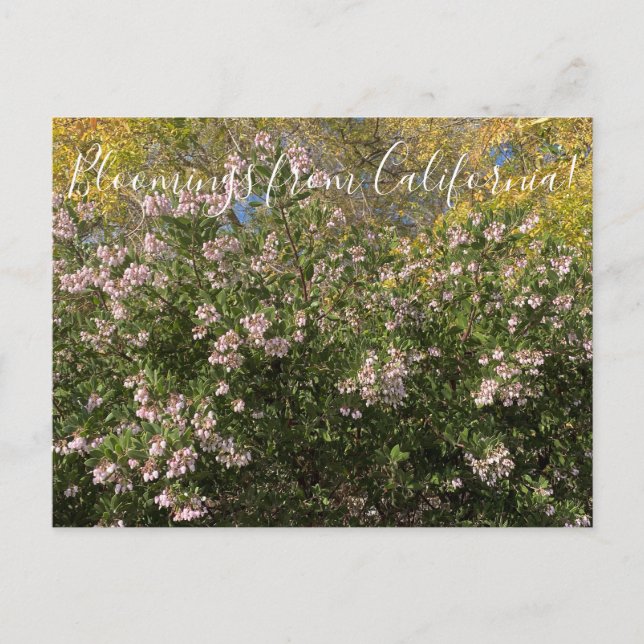 Postal Floraciones de California: Manzanita (Anverso)