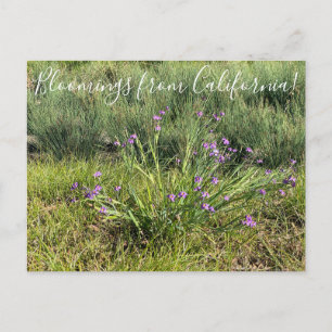 Postal Floraciones de California: Ojos Azules