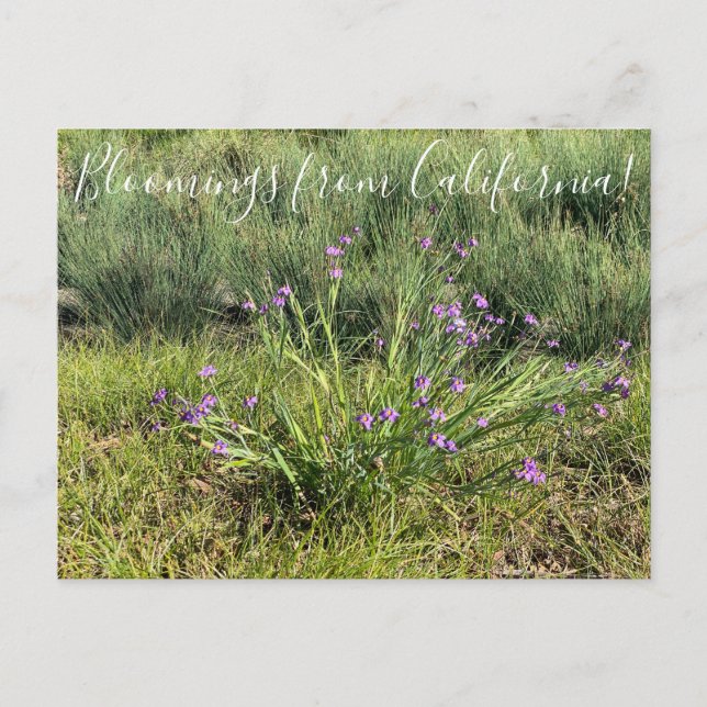 Postal Floraciones de California: Ojos Azules (Anverso)