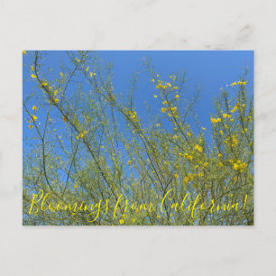Postal Floraciones de California: Palo Verde