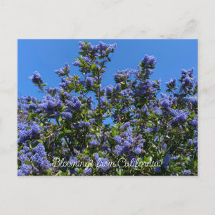 Postal Floraciones de California: Ray Hartman Ceanothus
