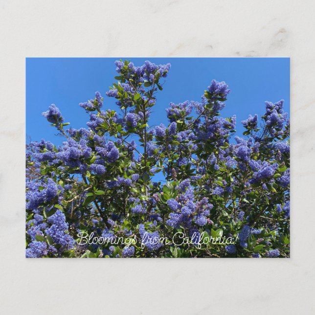 Postal Floraciones de California: Ray Hartman Ceanothus (Anverso)