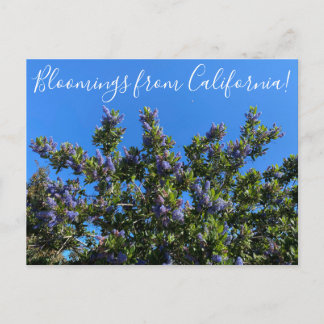 Postal Floraciones de California: Ray Hartman Ceanothus P