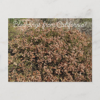 Postal Floraciones de California: Trigo sarraceno de Cali