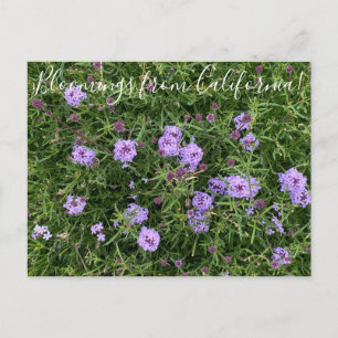 Postal Floraciones de California: Verbena lilacina