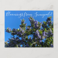 Floraciones de Sunnyvale: Ray Hartman Ceanothus