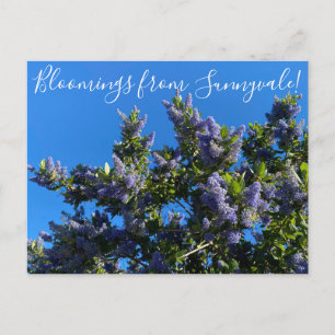 Postal Floraciones de Sunnyvale: Ray Hartman Ceanothus