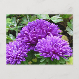 Postal floral