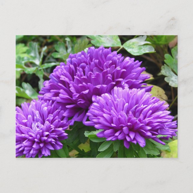 Postal floral (Anverso)