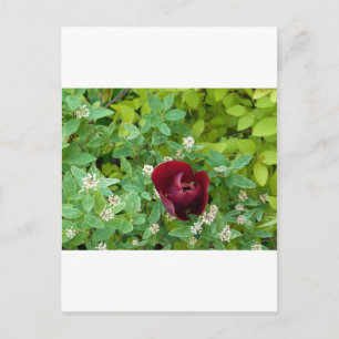 Postal Floral