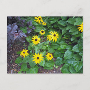 Postal Floral Amarillo Negro Oído Susan Photo