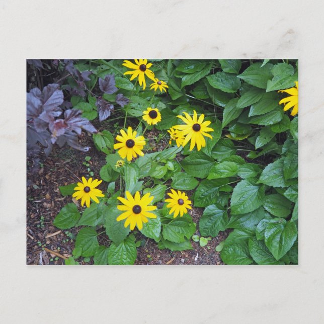 Postal Floral Amarillo Negro Oído Susan Photo (Anverso)