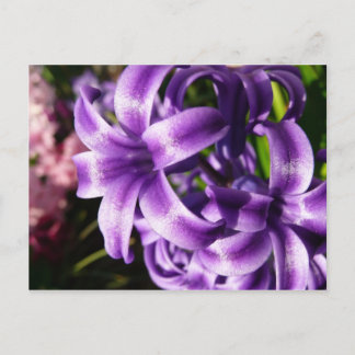 Postal Floral azul de Hyacinto I primavera