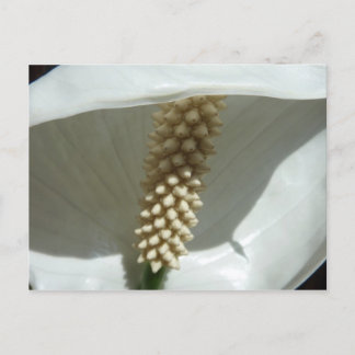 Postal Floral blanca elegante de Lily de la Paz