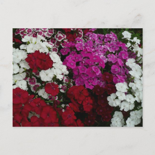 Postal Floral blanca, rosa y roja de Dianthus (Anverso)