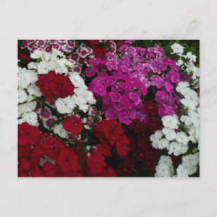 Postal Floral blanca, rosa y roja de Dianthus