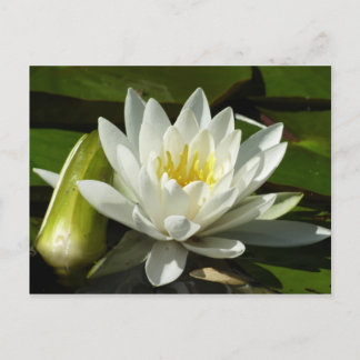Postal Floral blanca y azul