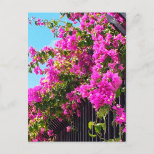 Postal Floral Bougainvillea Cascade