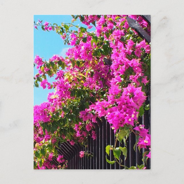Postal Floral Bougainvillea Cascade (Anverso)
