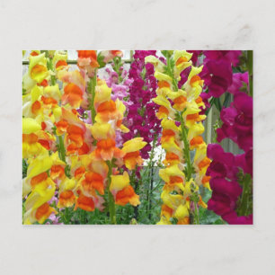 Postal Floral colorida de Snapdragons
