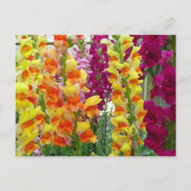 Postal Floral colorida de Snapdragons (Anverso)