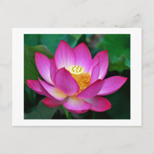 Postal floral con flor rosa morado Lotus en blanco