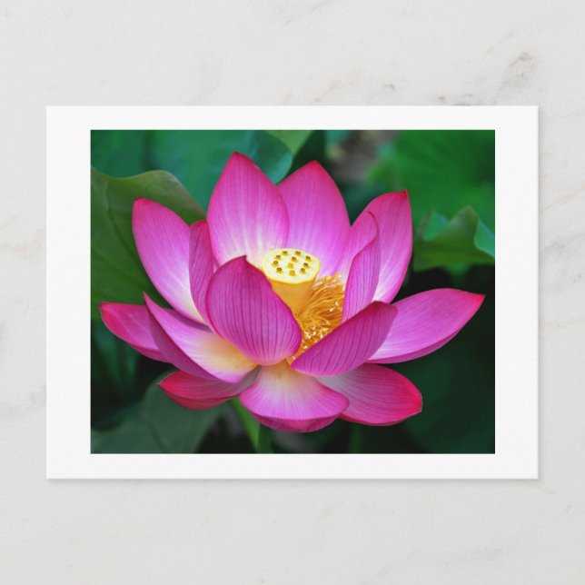Postal floral con flor rosa morado Lotus en blanco (Anverso)