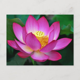 Postal floral con flor rosa morado Lotus en blanco