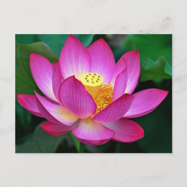 Postal floral con flor rosa morado Lotus en blanco (Anverso)