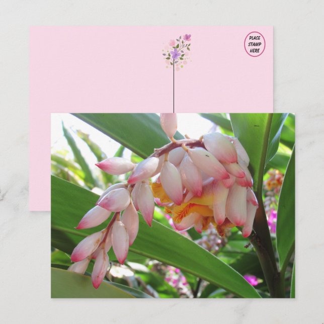 Postal floral con flores de jengibre de Shell (Anverso / Reverso)
