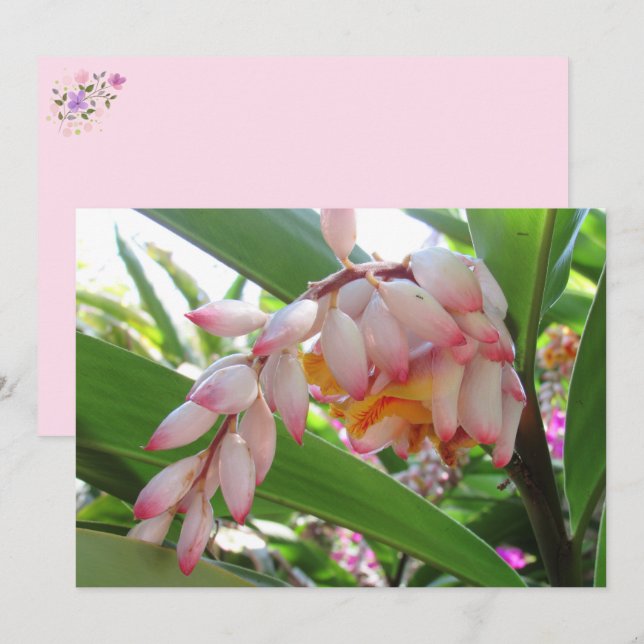 Postal floral con flores de jengibre de Shell (Anverso / Reverso)