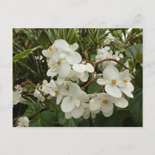 Postal Floral de Begonia blanca tropical (Anverso)
