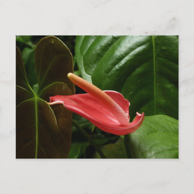 Postal Floral de Calla Rosa Lily Elegant (Anverso)