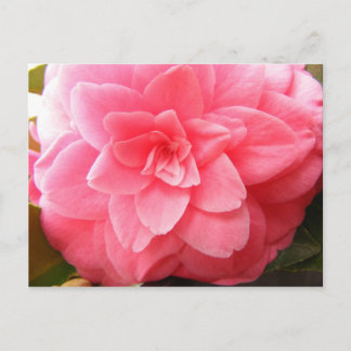 Postal floral de camellia