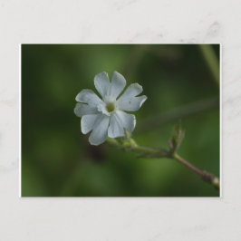 Postal floral de caramelo blanco