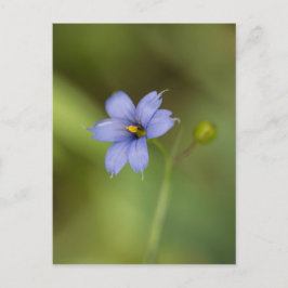 Postal floral de flor silvestre de hierba teñida a