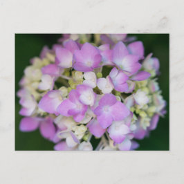 Postal floral de flores de hidrangea rosa