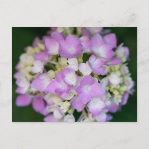 Postal floral de flores de hidrangea rosa