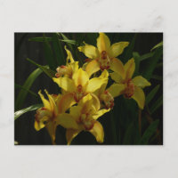 Floral de orquídeas amarillas soleadas