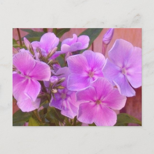 Postal floral de Phlox (Anverso)