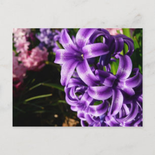Postal Floral de primavera azul Hyacinin II