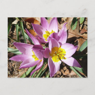 Postal Floral de primavera de cruces rosas