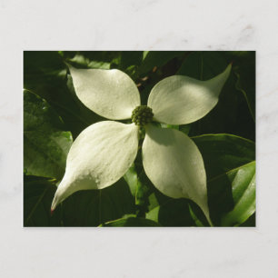 Postal Floral de primavera de Dogwood Blossom iluminada p
