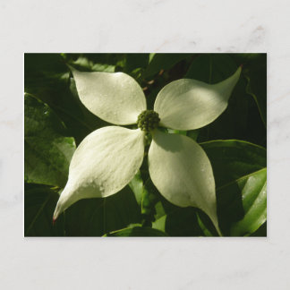 Postal Floral de primavera de Dogwood Blossom iluminada p